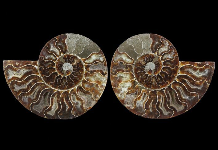 Cut & Polished Ammonite Fossil - Agatized #64931